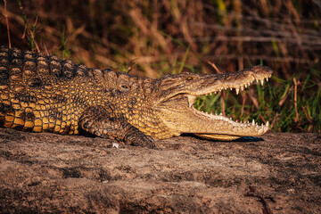 Nilkrokodil liegt mit offenem Maul in der Abendsonne am Ufer des Okavango (Namibia)