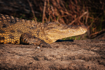 Nilkrokodil liegt in der Abendsonne am Ufer des Okavango (Namibia)