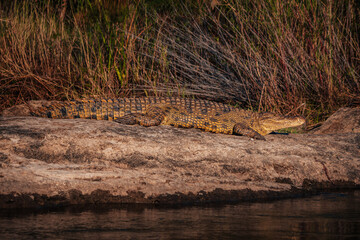 Nilkrokodil liegt in der Abendsonne am Ufer des Okavango (Namibia)
