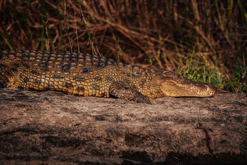 Nilkrokodil liegt in der Abendsonne am Ufer des Okavango (Namibia)