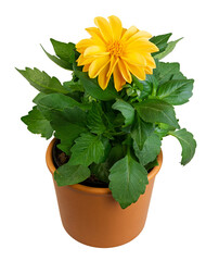 Closeup of an isolated potted dahlia flower