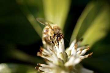 honey bee on flower