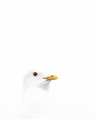 The head of a common gull in high-key