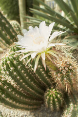 Echinopsis terscheckii flower. Blooming Cactus.