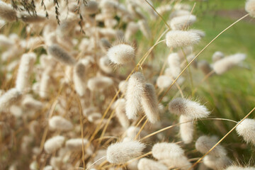 Closeup view of beautiful fluffy Hare's tail grass blooming flowers. Lagurus ovatus Hares tail...