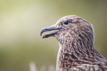 Great skua in profile with green background