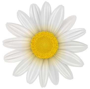 Daisy, chamomile flower isolated.