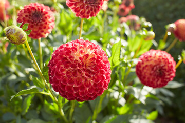 Close up of red and white asteraceae dahlia 