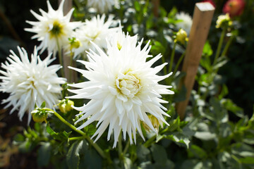 Close up of white asteraceae dahlia flowers in blooming. Autumn plants.