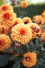 Close up of orange asteraceae dahlia 