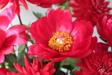 レッドチャーム