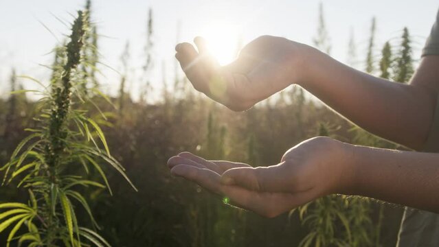 Hand pouring hemp seeds into the left palm, on cannabis plantation, backlit by the sun, close-up shot.
