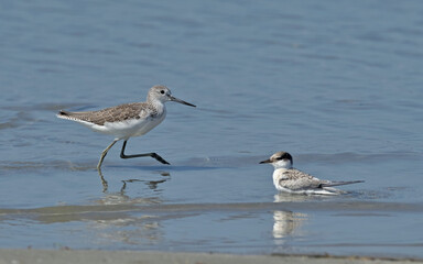 A Common Greenshank  (Tringa nebularia),  Greece