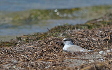 Juvenile Common Tern (Sterna hirundo), Greece