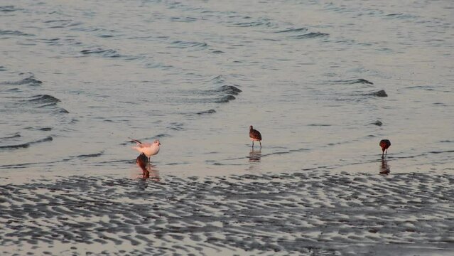 Black tailed Godwit looking for food in the wadden sea during low tide, Limosa limosa
