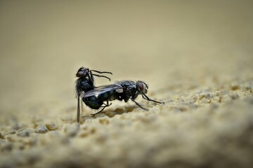 two copulating flies