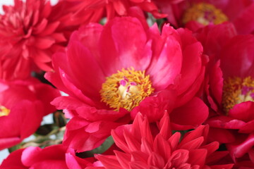 レッドチャーム