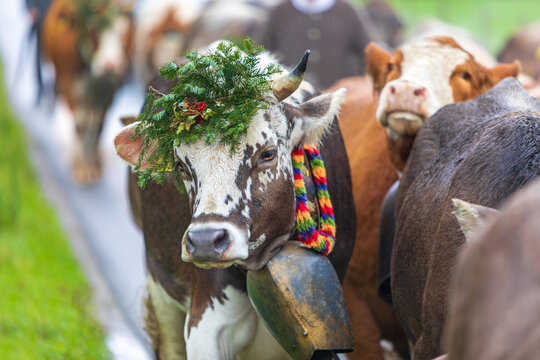 Viehscheid - Kuh - geschmückt - Allgäu