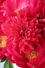 レッドチャーム