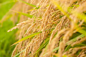 稲穂　