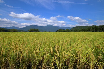 天空の米　吉延の棚田　（高知県　本山町）