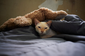 cat sleeping on the couch