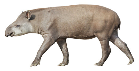 South American Tapir (Tapirus terrestris), PNG, isolated on transparent background - obrazy, fototapety, plakaty