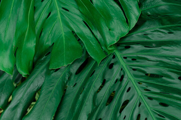 closeup nature view of green leaf and palms background. Flat lay, tropical leaf Used as a background