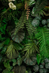 Naklejka na ściany i meble closeup nature view of green leaf and palms background. Flat lay, tropical leaf Used as a background