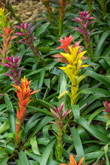 Guzmania hybrid Bromeliads on display in a tropical garden setting 