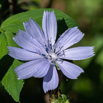 Cichorium endivia - Endive - Endive - Chicor&eacute;e &agrave; rameaux - Chicor&eacute;e endive