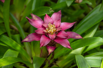 Guzmania hybrid Bromeliads on display in a tropical garden setting 