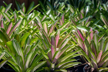 Obraz premium Neoregelia hybrid Bromeliads on display in a tropical garden setting in Thailand