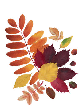 Set of beautiful colored autumn leaves of rowan, apple, ash, bindweed red, orange and yellow
