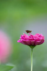 bee on pink flower