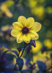 A yellow dahlia with background