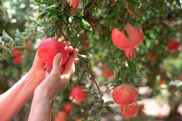 Woman's hands picking up fruit from tree. Orchard with big red pomegranates in Israel. Autumn - collection season harvest of ripe pomegranates. Fruits very useful for healthy lifestyle.