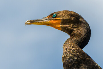 Double-Crested Cormorant