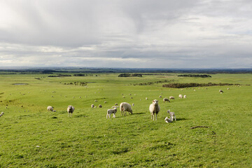 Sheep with lambs in a field on a farm with rolling hills and renewable energy wind turbines in the background
