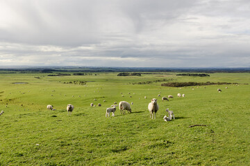 Sheep with lambs in a field on a farm with rolling hills and renewable energy wind turbines in the background