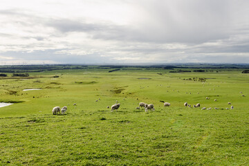 Fototapeta premium Sheep with lambs in a field on a farm with rolling hills and renewable energy wind turbines in the background