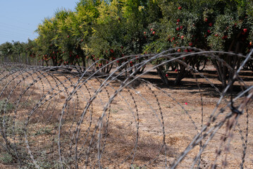 Barbed wire fence around big orchard with pomegranates trees in Israel. Wire protect territory garden from penetration of strangers. Red fruits on trees. symbol of jewish.