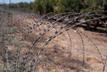 Barbed wire fence around big orchard with pomegranates trees in Israel. Wire protect territory garden from penetration of strangers. Red fruits on trees. symbol of jewish.