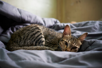 cat sleeping on the couch