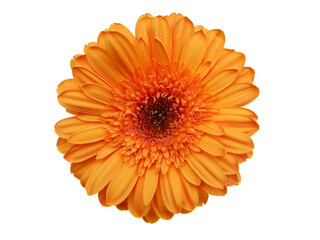 Orange Gerbera Daisy flower  isolated on transparency photo png file 