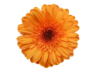 Fototapeten Orange Gerbera Daisy flower  isolated on transparency photo png file  © cobaltstock