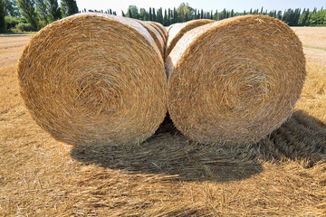 Large round cylindrical straw or hay bales in italian countryside on yellow wheat field in summer after harvesting on sunny day