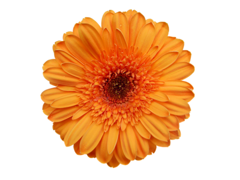 Orange Gerbera Daisy flower  isolated on transparency photo png file 