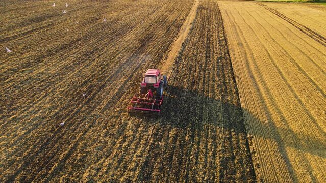 Red tractor with harrow ploughing system plowing ground on cultivated farm field and flock of white seagulls flying around. Concept of work in agronomic farm for making business and having profit from
