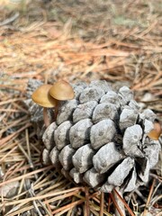 mushrooms in the forest